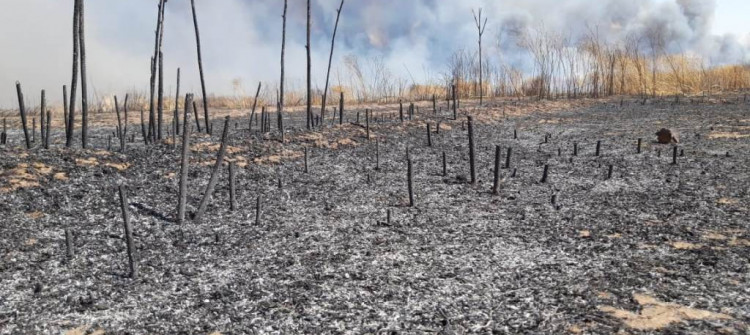 Crop field fires reach mass graves in Shingal’s Kojo village